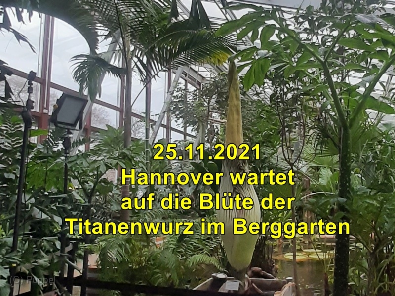 2021/20211124 Berggarten Titanenwurz/index.html